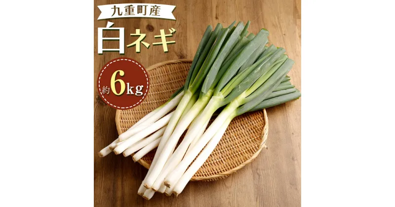 【ふるさと納税】 白ネギ 約6kg 36本～60本 ねぎ ネギ 葱 高原ネギ 長ネギ 野菜 新鮮 旬 国産 九州産 大分県産 九重町 送料無料 【2024年9月下旬-12月下旬発送】