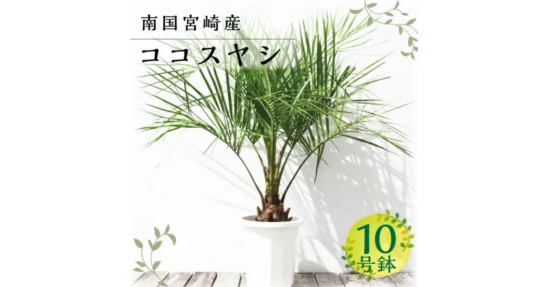 【ふるさと納税】南国 宮崎産 ココスヤシ 10号鉢 観葉植物 植物育成 植育 観賞用 観賞 雑貨 部屋 植物 育成 植木鉢 植木 リゾート気分 新居 インテリア 耐寒 耐寒植物 耐寒性 越冬 地植え 宮崎県 宮崎市 送料無料