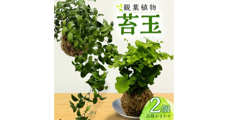 【ふるさと納税】観葉植物 苔玉 2個セット 直径約10cm 品種おまかせ 吊り下げワイヤー アイビー ピレア ペペロミア 手作り インテリア 飾り 装飾 観賞 MAKE GARDEN 宮崎県 宮崎市 送料無料