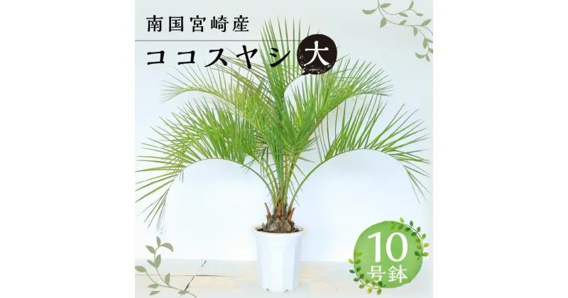 【ふるさと納税】南国宮崎産 ココスヤシ 大 10号鉢 観葉植物 植物育成 植育 観賞用 観賞 雑貨 部屋 植物 育成 植木鉢 植木 リゾート気分 新居 インテリア 耐寒 耐寒植物 耐寒性 越冬 地植え 宮崎県 宮崎市 送料無料