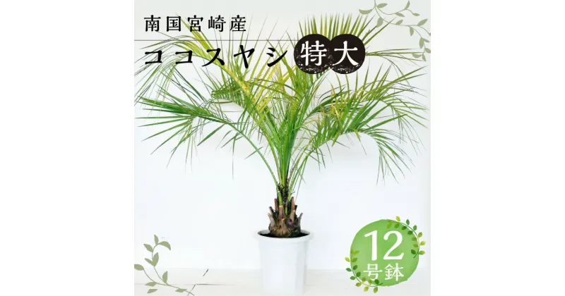 【ふるさと納税】南国宮崎産 ココスヤシ 特大 12号鉢 観葉植物 植物育成 植育 観賞用 観賞 雑貨 部屋 植物 育成 植木鉢 植木 リゾート気分 新居 インテリア 耐寒 耐寒植物 耐寒性 越冬 地植え 宮崎県 宮崎市 送料無料