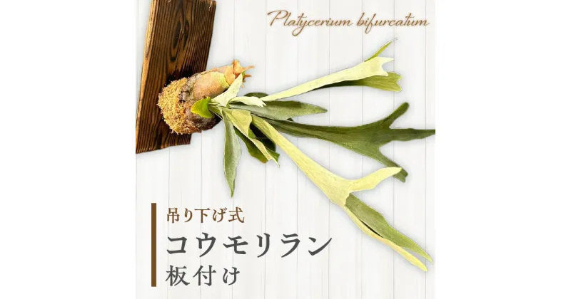 【ふるさと納税】コウモリラン 板付け（ネザーランド） 観葉植物 植物 インテリア ギフト おしゃれ 初心者 おすすめ 贈り物 贈答 贈答用 プレゼント ピカクシダ ネザーランド誕生日 記念日 オフィス 新生活 吊り下げ 宮崎県 宮崎市 送料無料