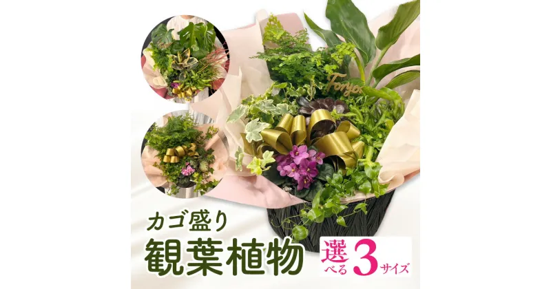 【ふるさと納税】【サイズが選べる】観葉植物 カゴ盛り 植物 おしゃれ オフィス 贈り物 贈答 おすすめ 誕生日 記念日 丸鉢 アレンジ ギフト カゴ盛り プレゼント インテリア 装飾 室内 観葉 育成 初心者 園芸 宮崎県 宮崎市 送料無料