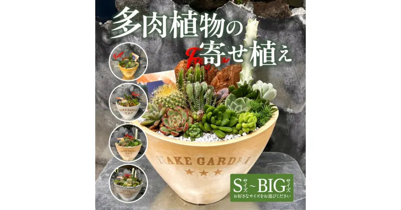 【ふるさと納税】【サイズが選べる】多肉植物の寄せ植え 観葉植物 植物 観葉 サボテン 多肉植物 おすすめ おしゃれ インテリア 室内 記念日 誕生日 プレゼント 贈答 贈り物 初心者 オフィス ギフト 栽培 園芸 南国 宮崎県 宮崎市 送料無料