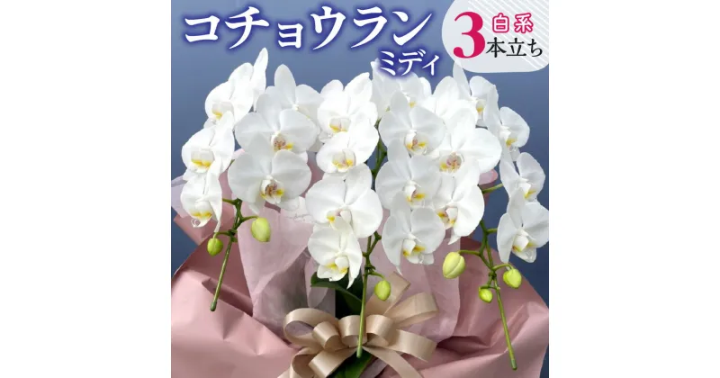 【ふるさと納税】宮崎市産 コチョウランミディ 3本立ち 白系 コチョウラン ミディ 花 フラワー 陶器鉢 鉢 鉢植え 観賞 観葉植物 贈り物 ギフト プレゼント 感謝 インテリア 飾り インテリアコーディネート 普段使い 宮崎県 宮崎市 送料無料