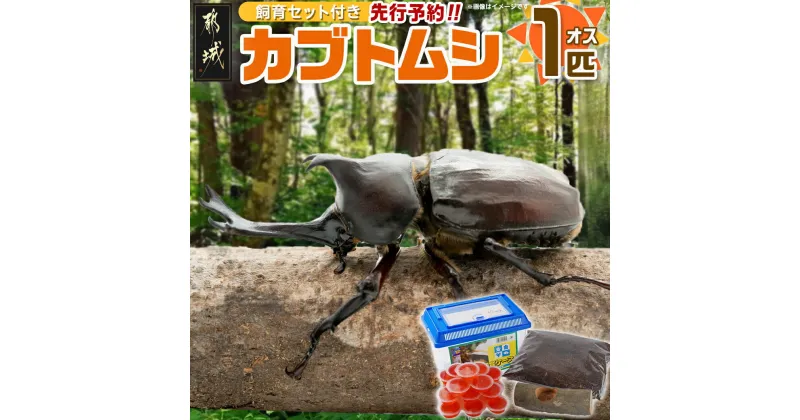 【ふるさと納税】【先行受付☆2025年6月以降お届け】カブトムシ(飼育セット付き) ※限定100セット※ – 国産カブトムシ 生体 オス 1匹 飼育セット 飼育ケース のぼり木 ゼリー付 マット1袋 期間限定 送料無料 LG-3311 【宮崎県都城市は2年連続ふるさと納税日本一！】