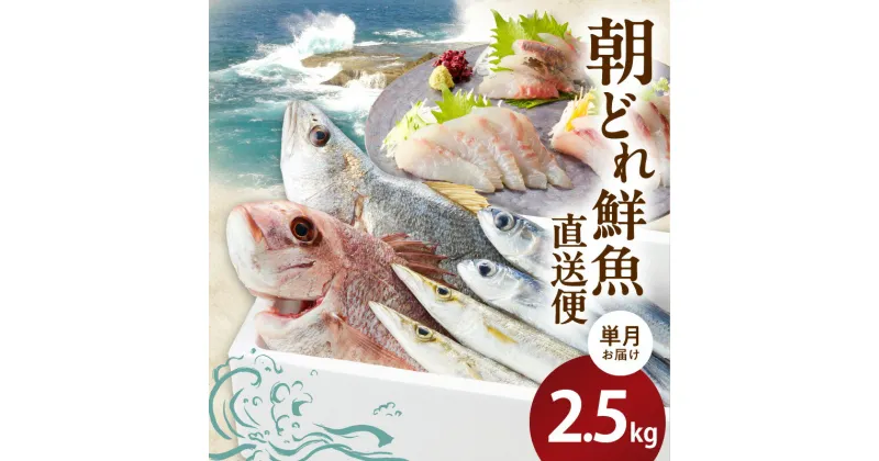 【ふるさと納税】【単月お届け】大和海商の朝どれ鮮魚直送便　2.5kg　旬　国産　宮崎県延岡市　送料無料