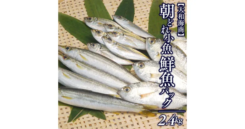 【ふるさと納税】【単月お届け】大和海商の朝どれ鮮魚小魚パック　2.4kg アジ　カマス　イワシ　鱗・内臓処理済　旬　国産　宮崎県延岡市　送料無料