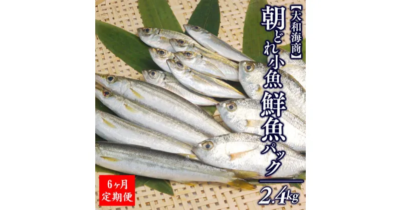 【ふるさと納税】【6ヶ月定期便】大和海商の朝どれ鮮魚小魚パック　2.4kg　(E022) アジ　カマス　イワシ　鱗・内臓処理済　旬　国産　宮崎県延岡市　送料無料