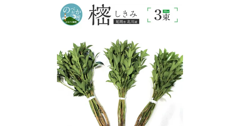 【ふるさと納税】しきみ 樒 50cm 延岡市北川産