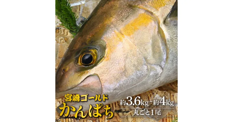 【ふるさと納税】刺身 魚 かんぱち 丸ごと 1尾 約3.6kg 〜 約4kg 新海屋 鰤屋金太郎 みやざきゴールド エラ 内臓 除去済み 宮崎ゴールドカンパチ 新鮮 鮮度抜群 ぷりぷり コリコリ 活締め脱血 丼 カルパッチョ しゃぶしゃぶ 塩焼き お取り寄せグルメ 送料無料 宮崎県 延岡市