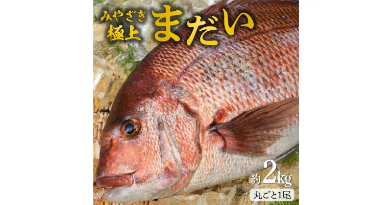 【ふるさと納税】宮崎産 新海屋 鰤屋金太郎 みやざき 極上 まだい 丸ごと1尾 約2kg 刺身