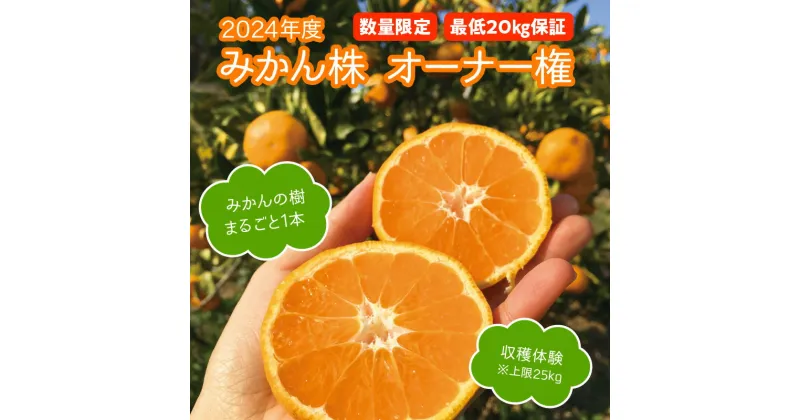 【ふるさと納税】数量限定 みかんの樹まるごと1本 オーナー権 最低 20kg 保証 収穫体験 フルーツ 果物 高千穂 宮崎県 九州 宮崎 延岡市 北方町 2024年度 みかん 蜜柑 みかん株 青島みかん マリちゃん農園 マリみかん