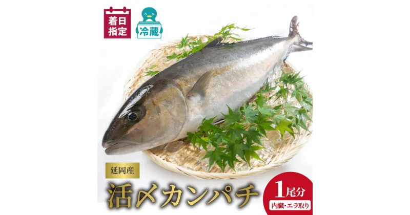 【ふるさと納税】【最短10日後以降発送可】 ＜レビューキャンペーン＞ 魚 魚介 カンパチ 1尾 内臓 エラ取り 延岡産 お刺身 活〆鮮魚 請関水産 職人技 脱血鮮魚 海鮮丼 焼き物 しゃぶしゃぶ 新鮮 チルド冷蔵 冷蔵 国産 産地直送 食品 魚介類 水産加工品 送料無料