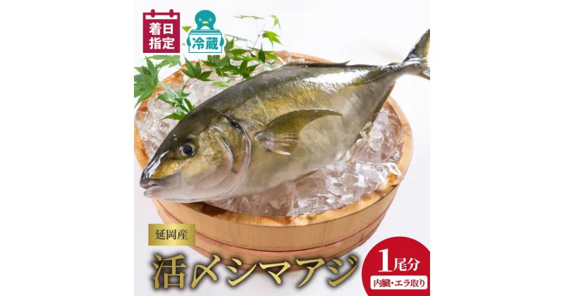 【ふるさと納税】【最短14日後以降発送可】 ＜レビューキャンペーン＞ 延岡産活〆鮮魚 職人技の脱血鮮魚 シマアジ 魚介 チルド冷蔵 旬 国産 宮崎県延岡市 送料無料 請関水産