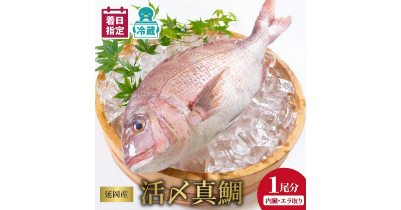 【ふるさと納税】【最短10日後以降発送可】 ＜レビューキャンペーン＞ 延岡産活〆鮮魚 職人技の脱血鮮魚 真鯛 魚介 チルド冷蔵 旬 国産 宮崎県延岡市 送料無料 請関水産