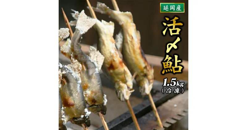 【ふるさと納税】活〆 鮎 1.5kg 15 〜 20 尾入り 海産物 国産 延岡産 冷凍 小分け 個包装 一尾ずつ 一尾ずつ袋に入れてお届け 繊細な美味しさ 便利 塩焼き 甘露煮 鮎めし 雑炊 松本水産 お中元 お歳暮 贈答用 お取り寄せ お取り寄せグルメ 宮崎県 延岡市 送料無料