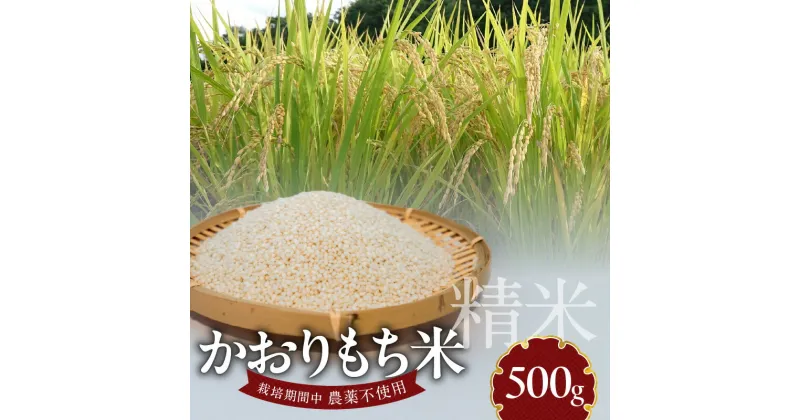 【ふるさと納税】米 かおりもち米 500g 自家生産 栽培期間中 農薬 不使用 自社生産 精米 食品 食べ物 お餅 お雑煮 おこわ だんご おはぎ 餅つき 赤飯 ちまき 炊き込みご飯 瀧本農産 お取り寄せ 宮崎県 延岡市 送料無料