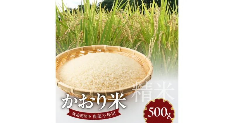 【ふるさと納税】米 かおり米 500g 精米 自家生産 栽培期間中 農薬 不使用 白米 自社生産 お米 ご飯 おにぎり おむすび お弁当 弁当 炊き込みご飯 食品 食べ物 瀧本農産 お取り寄せ お取り寄せグルメ 宮崎県 延岡市 送料無料