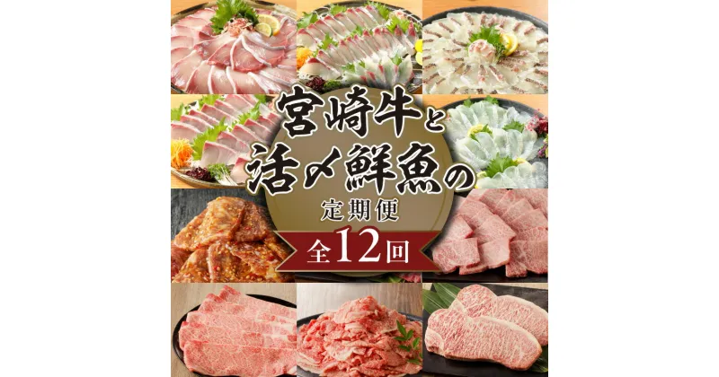 【ふるさと納税】宮崎牛と活〆鮮魚の豪華 12回 定期便 宮崎牛 A5等級 ブリ 真鯛 ヒラメ シマアジ カンパチ 活〆 鮮魚 牛肉 サーロインステーキ サーロイン ステーキ 小間切 焼肉 すき焼き タレ漬け お刺身 ロイン 肉のマル誠 請関水産 宮崎県 延岡市 お取り寄せ 送料無料