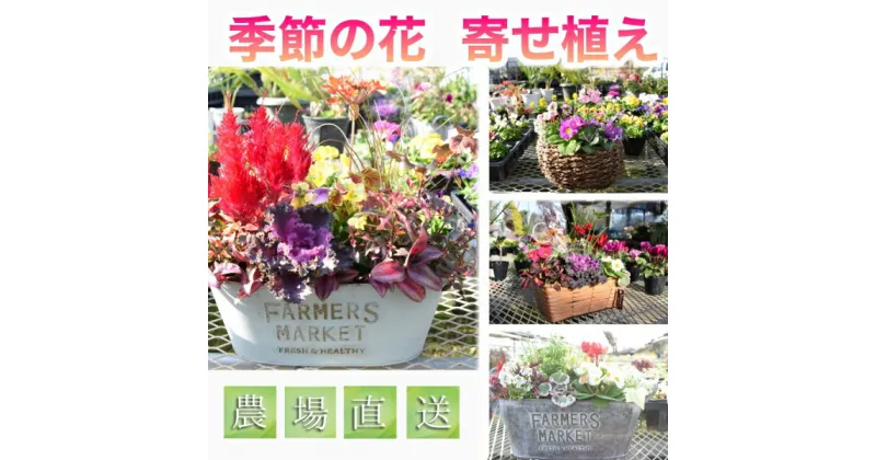 【ふるさと納税】【農場直送！】季節の花　寄せ植え