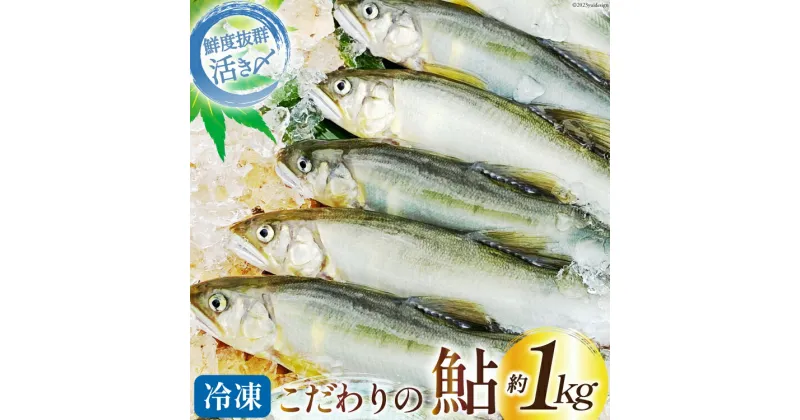 【ふるさと納税】 鮎 冷凍 こだわりの鮎 約1kg [あゆの是則 宮崎県 日向市 452060794] あゆ アユ 魚 魚介 川魚 塩焼き 甘露煮 冷凍