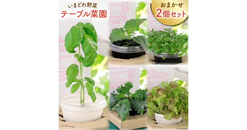 【ふるさと納税】野菜 いまどれ野菜「テーブル菜園」おまかせ2個セット [SPミヤザキ 宮崎県 日向市 452060980] 栽培キット 水耕栽培 ポット キット 室内 家庭菜園 新鮮