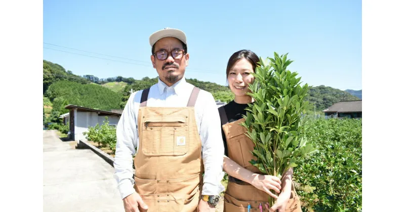 【ふるさと納税】日向市産 しきみ [黒田樒園 宮崎県 日向市 452060139]