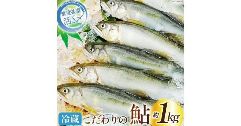 【ふるさと納税】【先行受付】鮎 こだわりの生鮎 約1kg [株式会社 あゆの是則 宮崎県 日向市 452060793] あゆ アユ 魚 魚介 川魚 塩焼き 甘露煮 冷蔵 生あゆ 子持ち鮎