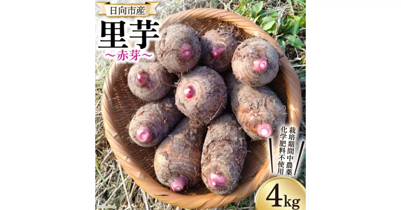 【ふるさと納税】里芋 赤芽 4kg [甲斐自然派農園 宮崎県 日向市 452060524] さといも ホクホク