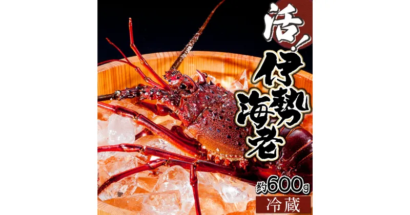 【ふるさと納税】＜数量限定＞宮崎県串間産伊勢エビ(計約600g・1～3匹) 串間産の伊勢エビを活きたままご自宅に産地直送！ 伊勢海老 海の幸【豊漁丸】【KU067】