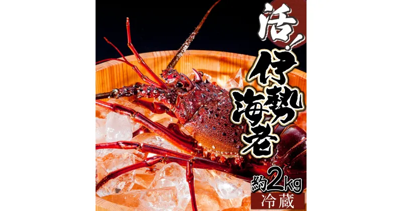 【ふるさと納税】＜数量限定＞宮崎県串間産伊勢エビ(計約2kg・3～8匹) 串間産の伊勢エビを活きたままご自宅に産地直送！ 伊勢海老 海の幸【豊漁丸】【KU069】