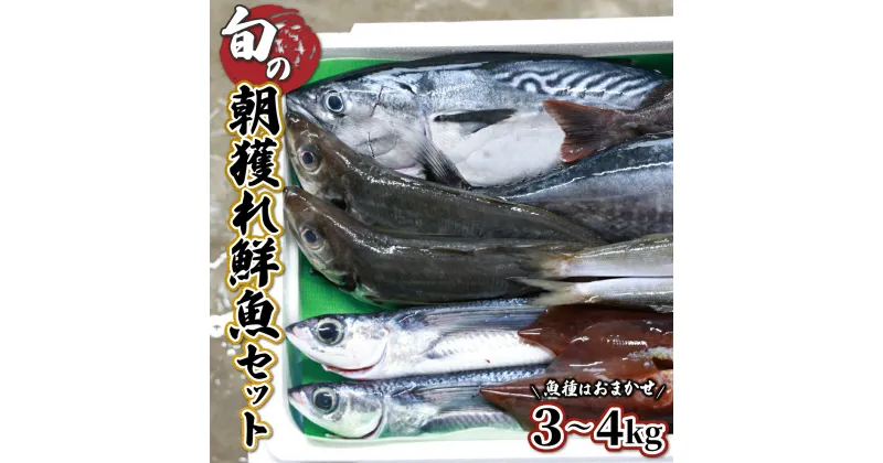 【ふるさと納税】【先行予約受付中】宮崎県串間産 朝獲れ鮮魚セット計約3～4kg(4～5種) 定置網による厳選「朝獲れ鮮魚」を漁師直送！ 海の幸【豊漁丸】【KU070】