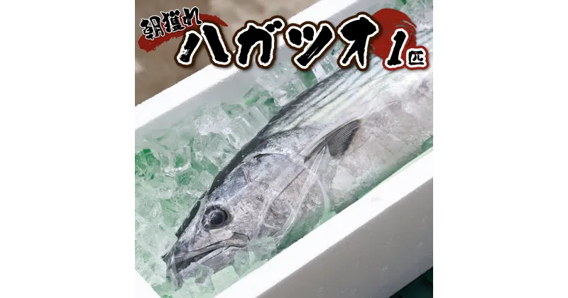 【ふるさと納税】【先行予約】宮崎県串間産 ハガツオ1匹（2kg前後）定置網による厳選「朝獲れ鮮魚」を漁師直送！ 鰹 海の幸【豊漁丸】