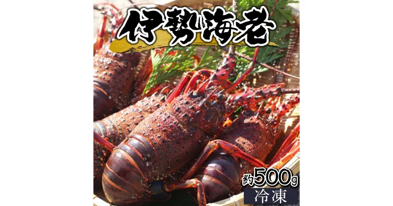 【ふるさと納税】【数量限定】＜生冷凍＞宮崎県串間産 天然伊勢エビ(計約500g・1～3匹) 串間産の伊勢エビを鮮度そのままにお届け！ 生のまま冷凍しているのでお刺身・焼物・味噌汁でも頂けます！【豊漁丸】【KU345】