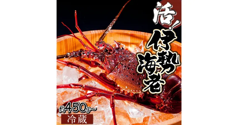 【ふるさと納税】＜数量限定＞宮崎県串間産伊勢エビ(約450g〜800g) 串間産の伊勢エビを活きたままご自宅に産地直送！ 伊勢海老 海の幸【豊漁丸】【HRISI】