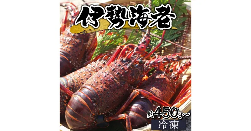 【ふるさと納税】【数量限定】＜生冷凍＞宮崎県串間産 天然伊勢エビ(約450g〜800g) 串間産の伊勢エビを鮮度そのままにお届け！ 生のまま冷凍しているのでお刺身・焼物・味噌汁でも頂けます！【豊漁丸】【HRISR】