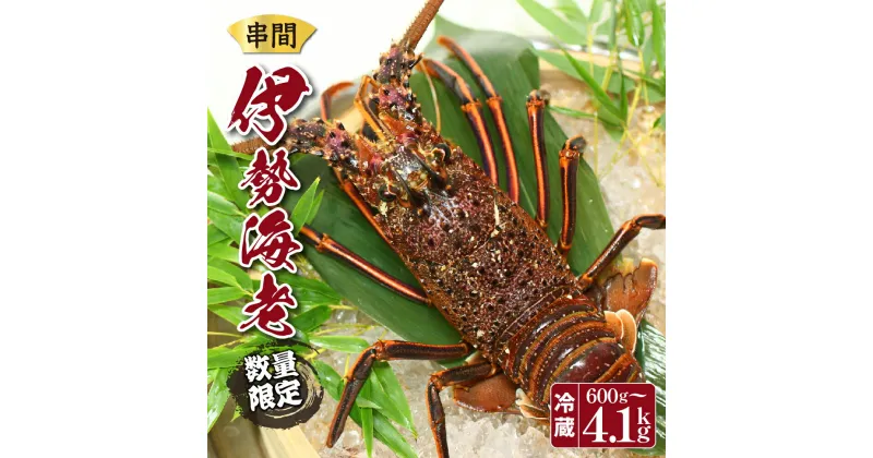 【ふるさと納税】＜期間・数量限定＞ 選べる容量！串間市産！天然イセエビ 600g〜3.6kg 鮮度抜群の伊勢海老を食卓へお届け！イセエビ 伊勢海老 エビ えび 海老 刺身 ボイル 天然 宮崎県 送料無料【串間市漁業協同組合】【L-CDEF】