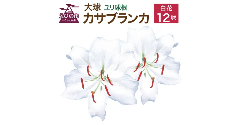 【ふるさと納税】【2024年10月上旬発送開始】ユリ球根 大球カサブランカ 12球 白花品種 花 フラワー 園芸 ガーデニング 植物 高品質 送料無料