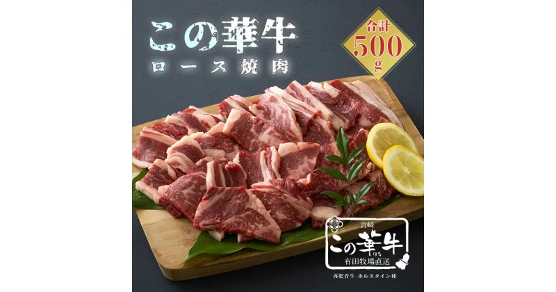 【ふるさと納税】宮崎県産 高原有田牧場直送 この華牛 ロース焼肉 (500g) 自然豊かな牧場育ちで、甘みのある脂はヘルシーで軽やか 赤身肉はコク深くてもちもち赤身部分のが味が強く幅広いメニューで使える 産地直送 産直 贈答 ギフト 送料無料 故郷納税 13000円 1万円台