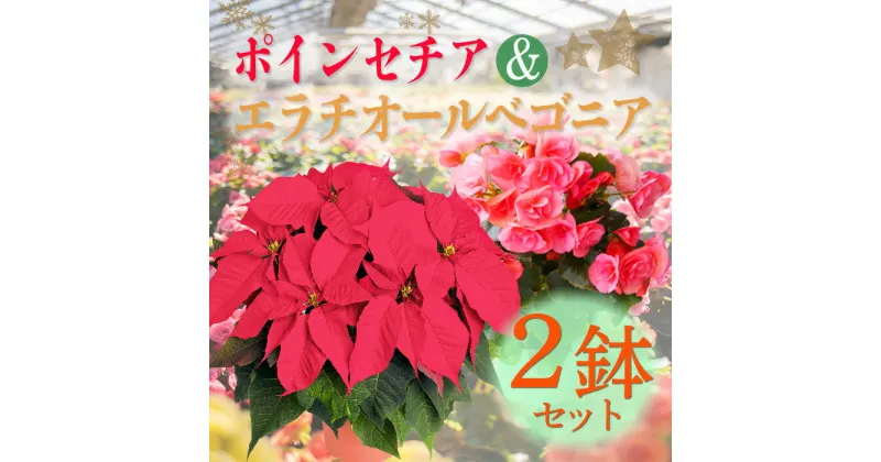 【ふるさと納税】先行受付 クリスマスフラワー「ポインセチア」と鉢花の女王「エラチオールベゴニア」セット（2鉢） 年末年始を彩る高原のお花 生花 記念日 誕生日 お祝い クリスマス プレゼント ギフト 年内にお届け 簡単 送料無料 宮崎県 高原町 故郷納税 10000円 一万円