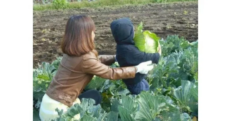 【ふるさと納税】新鮮 貴重 野菜 無農薬農家の農業体験 ランチ付き