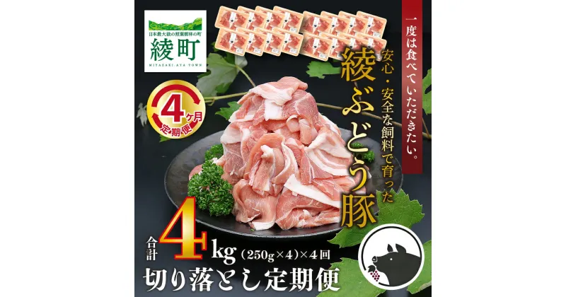 【ふるさと納税】国産 豚肉 ブランド 豚 綾ぶどう豚 切り落とし 4か月 定期便 セット 指定月 中旬 お届け(22-39)