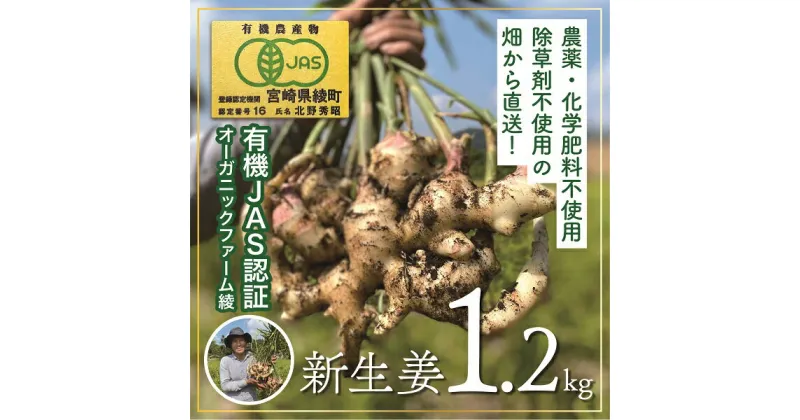 【ふるさと納税】【有機JAS】新生姜1.2kg！除草剤不使用！ジンジャーエールや甘酢漬けに！ 無農薬 オーガニック 野菜 ジンジャー 送料無料