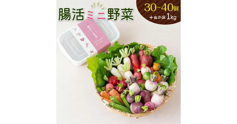 【ふるさと納税】腸活ミニ野菜＋ぬか床1kg