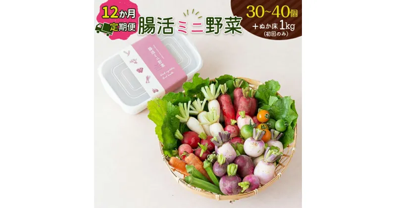 【ふるさと納税】腸活ミニ野菜＋ぬか床1kg 定期便 12回