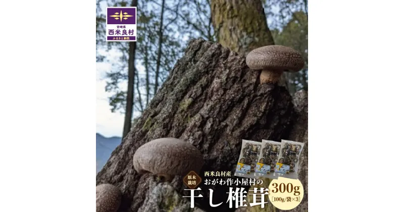 【ふるさと納税】おがわ作小屋村の干し椎茸 100g×3袋　椎茸 しいたけ シイタケ 乾椎茸 干し椎茸 原木栽培 肉厚 出汁 贈答用 贈り物 九州 宮崎県 西米良村