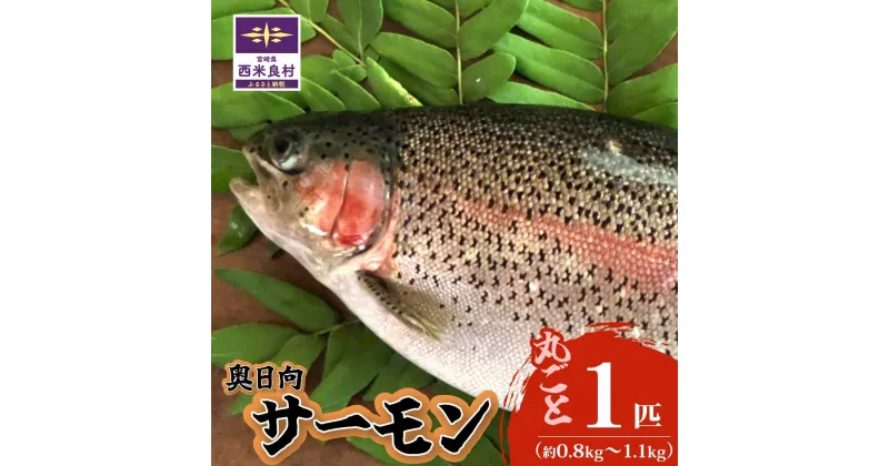 【ふるさと納税】清らかな水と寒暖差の大きな山地の気候で大切に育てられた「奥日向サーモン」魚 海鮮 サーモン 鮭 刺身 さけ サケ 刺身 人気 ふるさと 海鮮食品 魚介類 魚介 宮崎県 西米良村