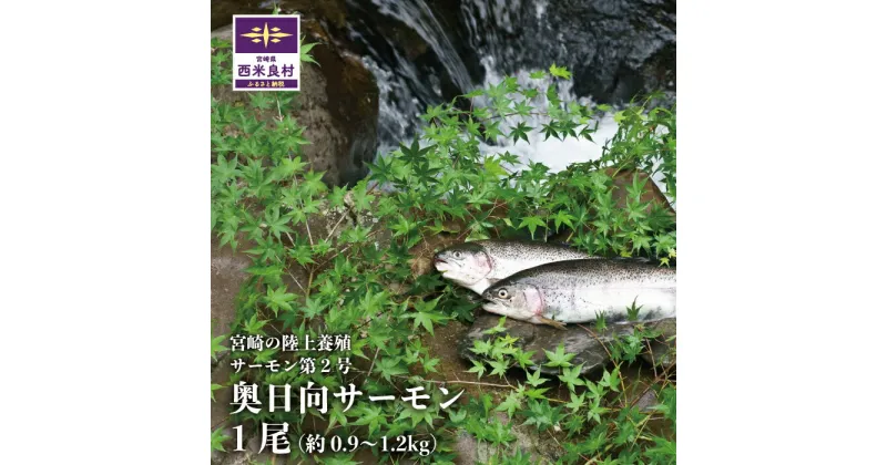 【ふるさと納税】奥日向サーモン1尾　魚 海鮮 サーモン 鮭 刺身 さけ サケ 人気 ふるさと 海鮮食品 鮮魚 魚介類 魚介 宮崎県 西米良村