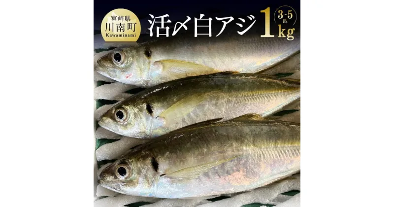 【ふるさと納税】川谷水産厳選！活〆 白アジ 約1kg 送料無料【日向灘 旬 鮮魚 魚 魚介類 鯵 あじ 刺身 塩焼き おうち時間 おうちごはん 九州 宮崎県 川南町】G4408